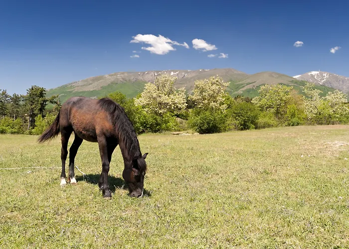 Barcelo Royal Σάνι Μπιτς